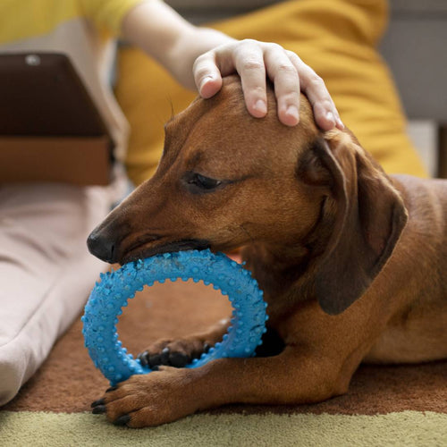 Top Tips for Balancing Pet Care with a Busy Schedule